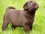 chiot labrador chocolat